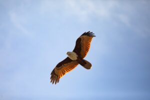 bird, eagle, ornithology-7827680.jpg